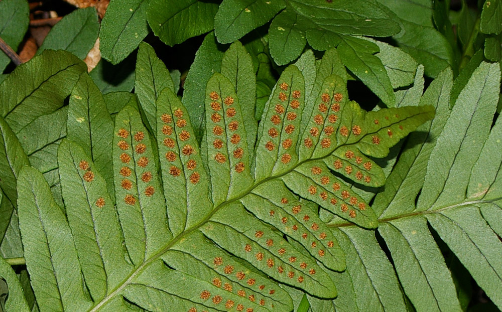 Polypodium cambricum (oppure no?)